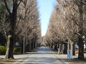 東京大学