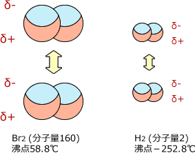 分子量の大きさでの比較